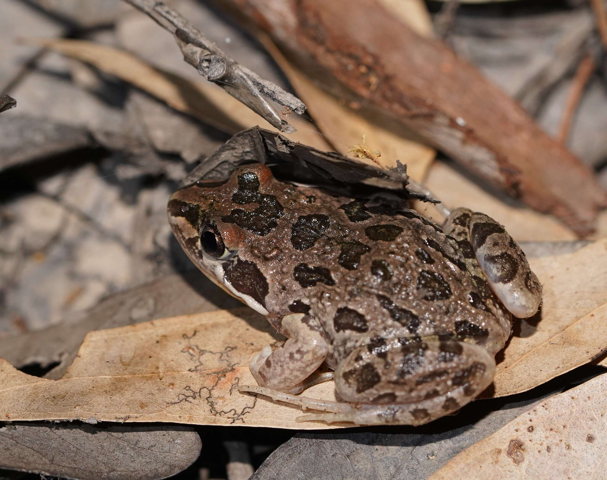 Image of Spotted Grass Frog