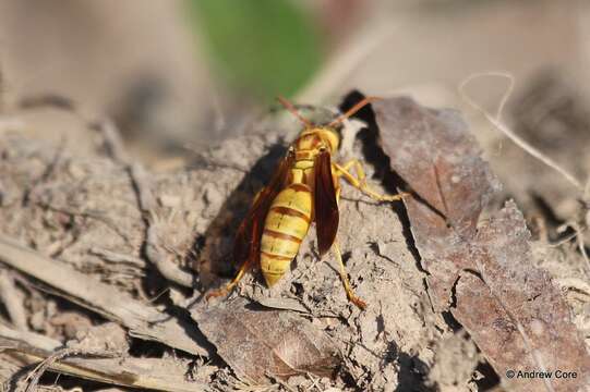 Image of Wasp