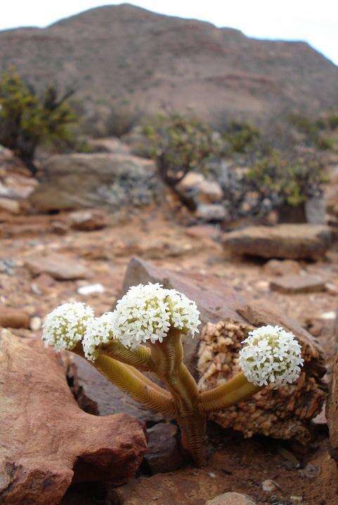 Image of Crassula pyramidalis Thunb.