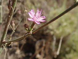 Stephanomeria virgata Benth. resmi