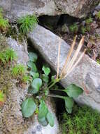 Image of alpine cress