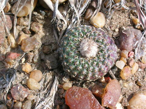 Image de Frailea buenekeri W. R. Abraham