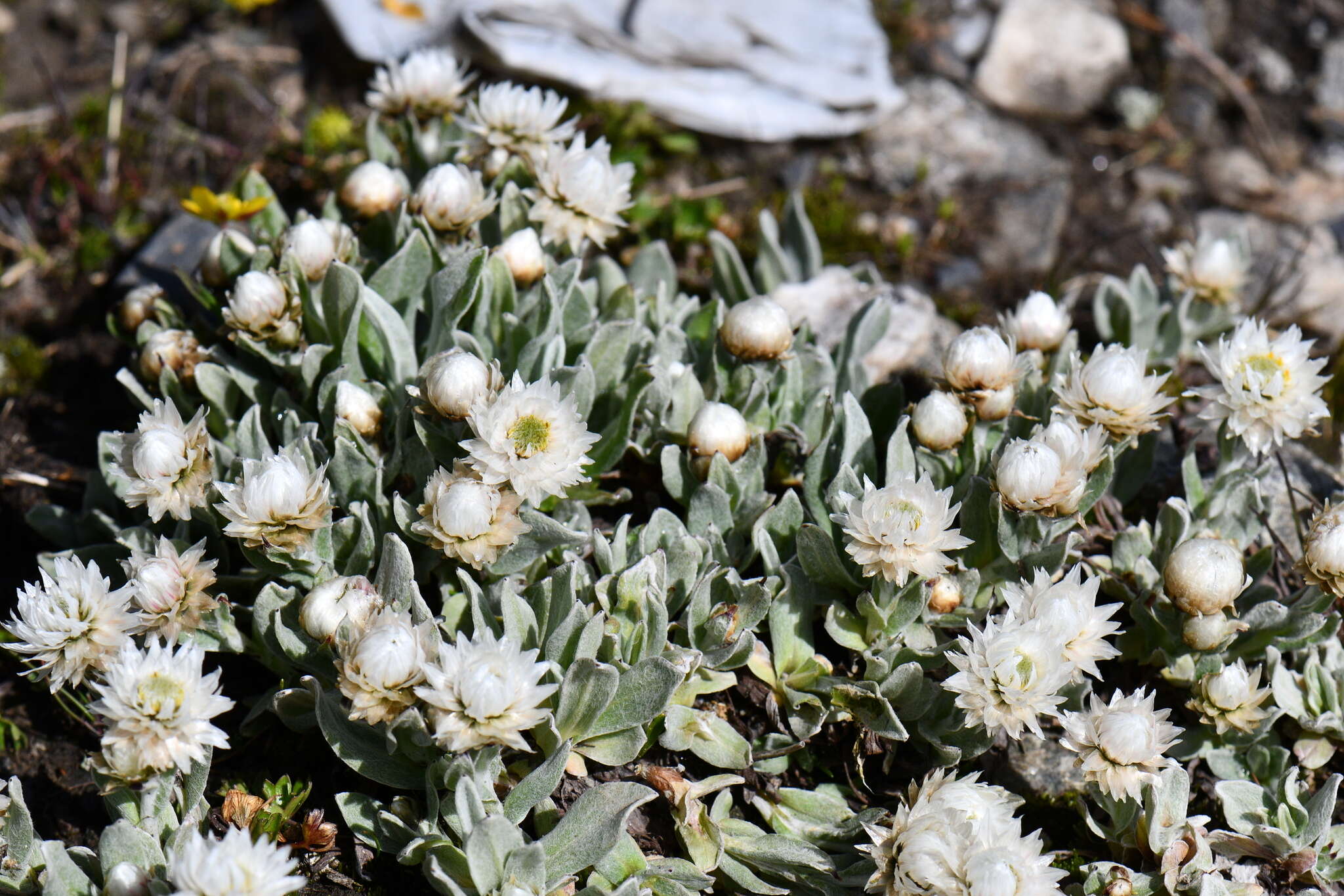 Image of Anaphalis nepalensis var. monocephala (DC.) Hand.-Mazz.