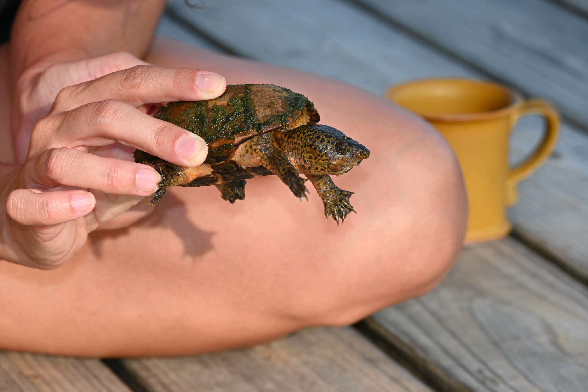 Image of Sternotherus intermedius (Scott, Glenn & Rissler 2017)