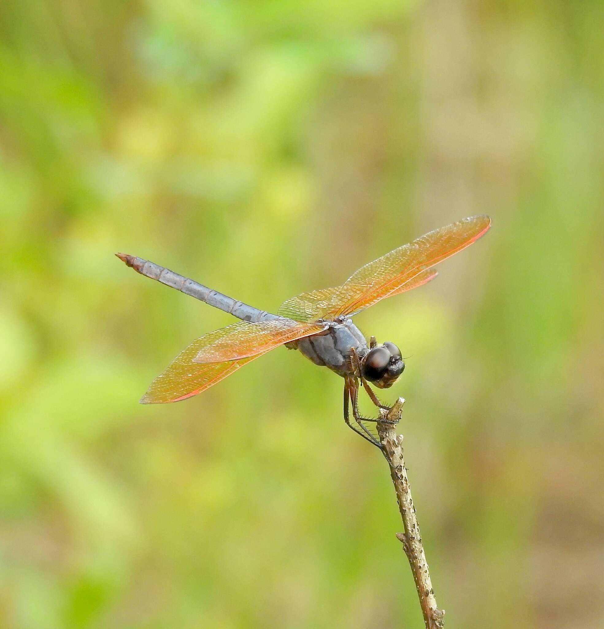 Libellula jesseana Williamson 1922 resmi