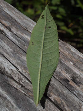 صورة Vernonia glauca (L.) Willd.