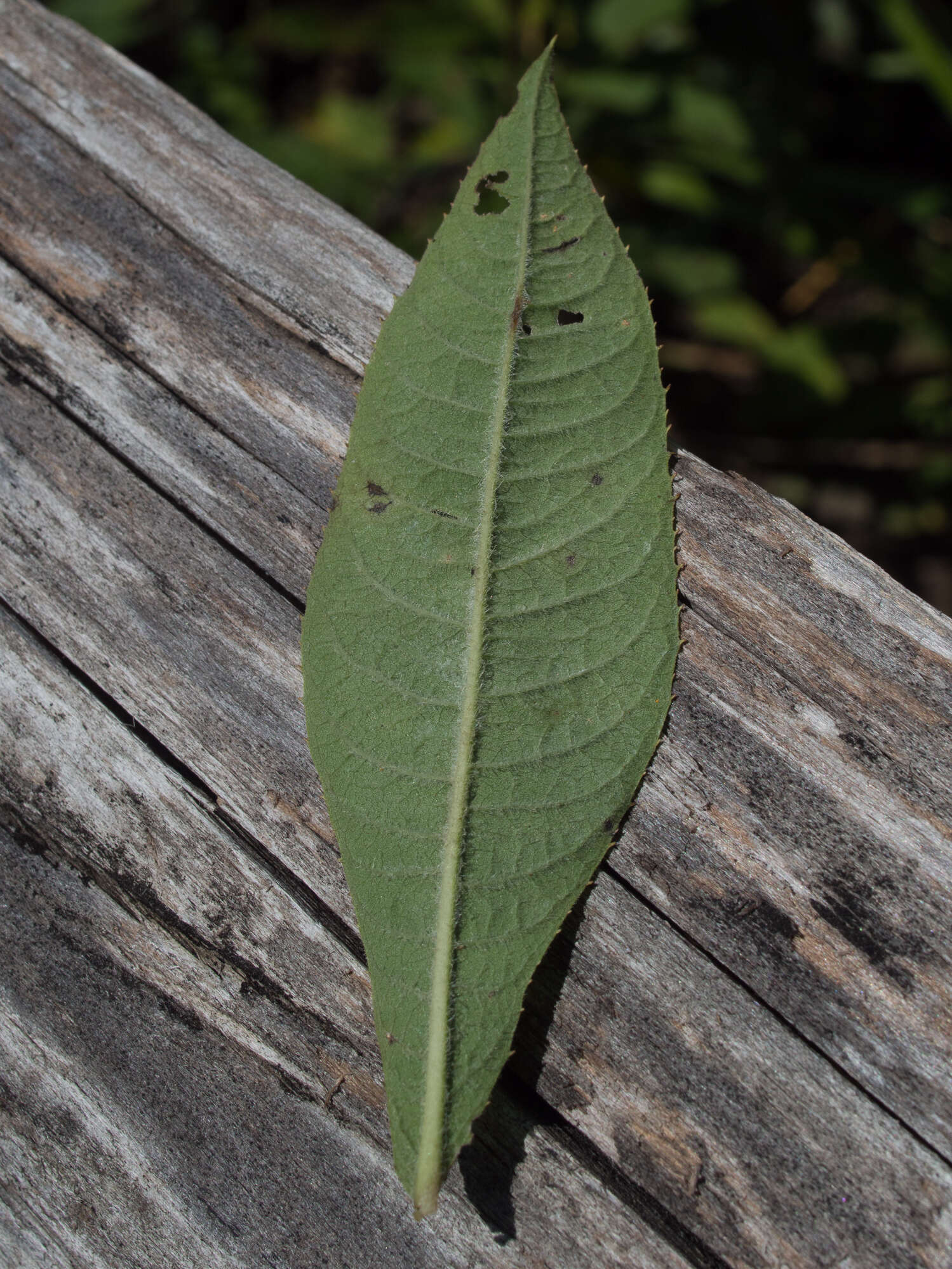 Image de Vernonia glauca (L.) Willd.