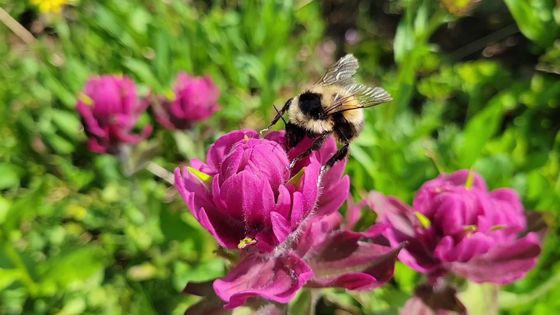 Image of Bombus kirbiellus Curtis 1835