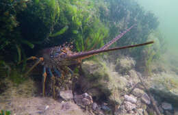 Image of Caribbean Spiny Lobster