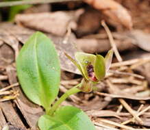 Image of Mountain bird orchid