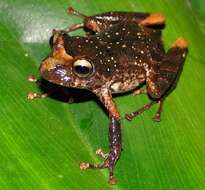 Image of Pristimantis churuwiai Brito-M., Batallas-R. & Yánez-Muñoz 2017