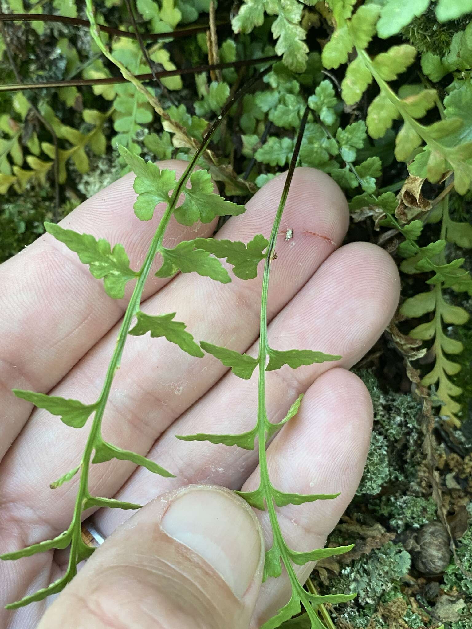 Imagem de Asplenium kentuckiense Mc Coy