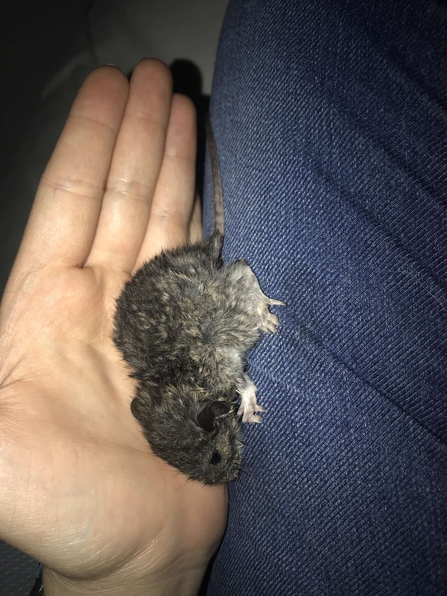 Image of Eastern Harvest Mouse