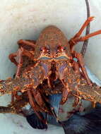 Image of Australian spiny lobster