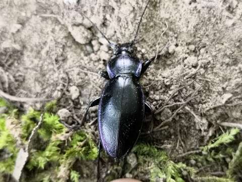 Image of Carabus (Morphocarabus) scheidleri Panzer 1799