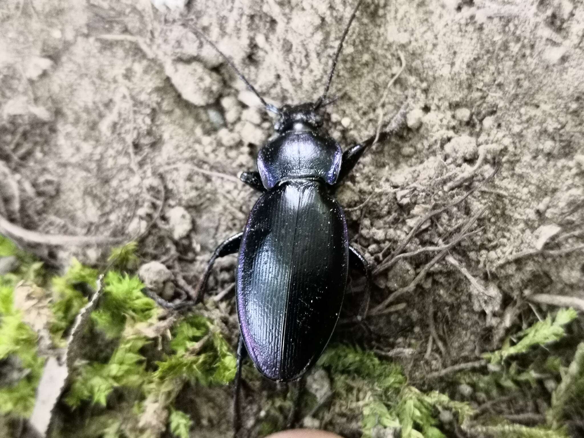 Carabus (Morphocarabus) scheidleri Panzer 1799 resmi