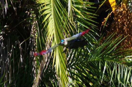 Image of Purple-crested Turaco