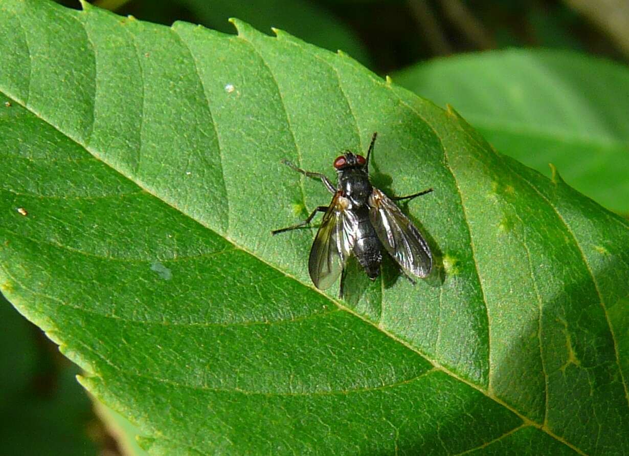 Image of Paykullia maculata (Fallen 1815)