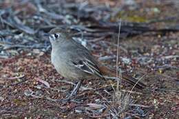 Image of Drymodes Gould 1841