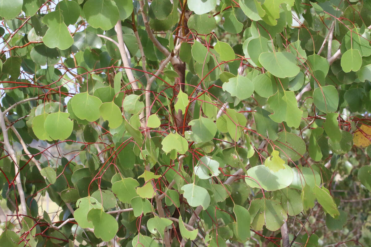 Image of Eucalyptus populnea F. Müll.