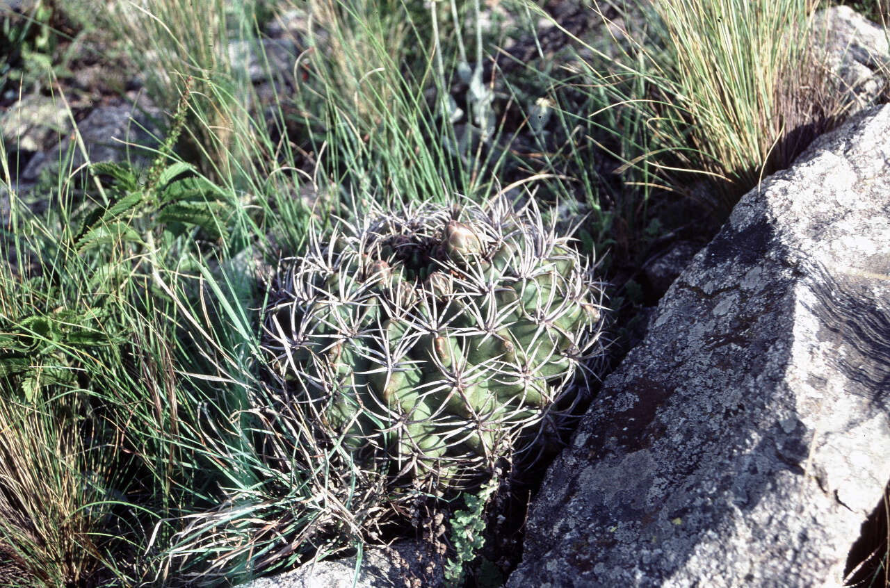 Image of Gymnocalycium mostii (Gürke) Britton & Rose