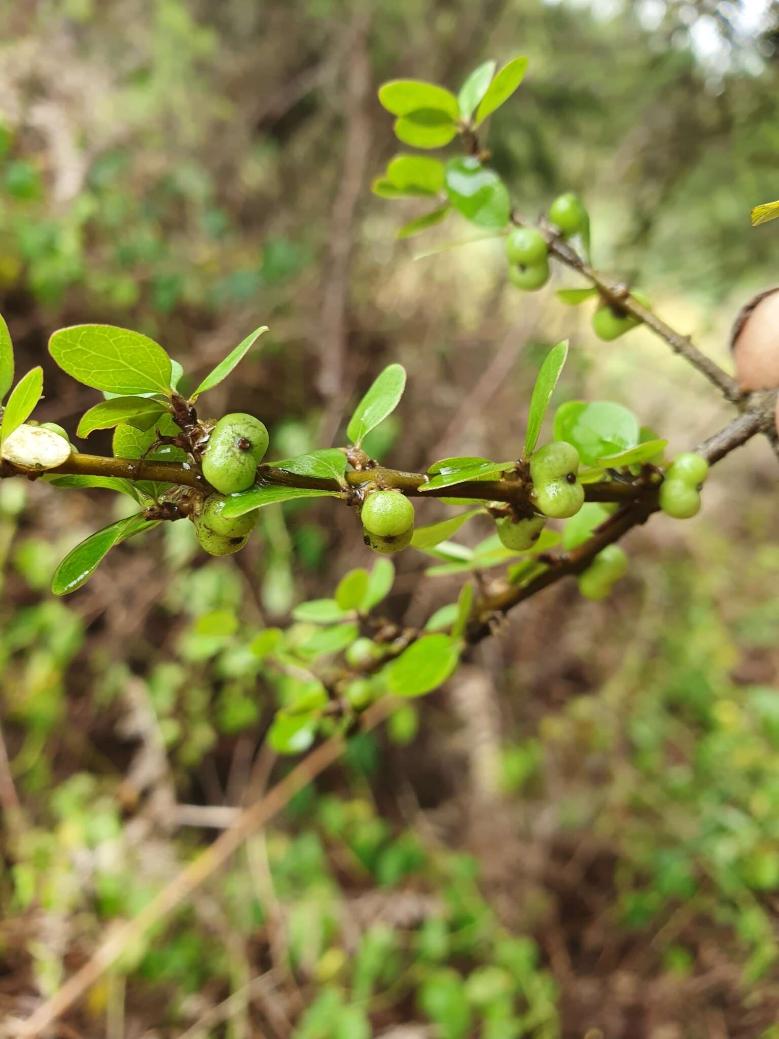 Imagem de Coprosma wallii Petrie