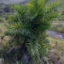 Image of Bactris plumeriana Mart.