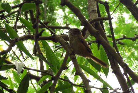 Image of Necklaced Spinetail