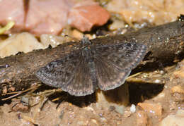 Image of Rocky Mountain Duskywing