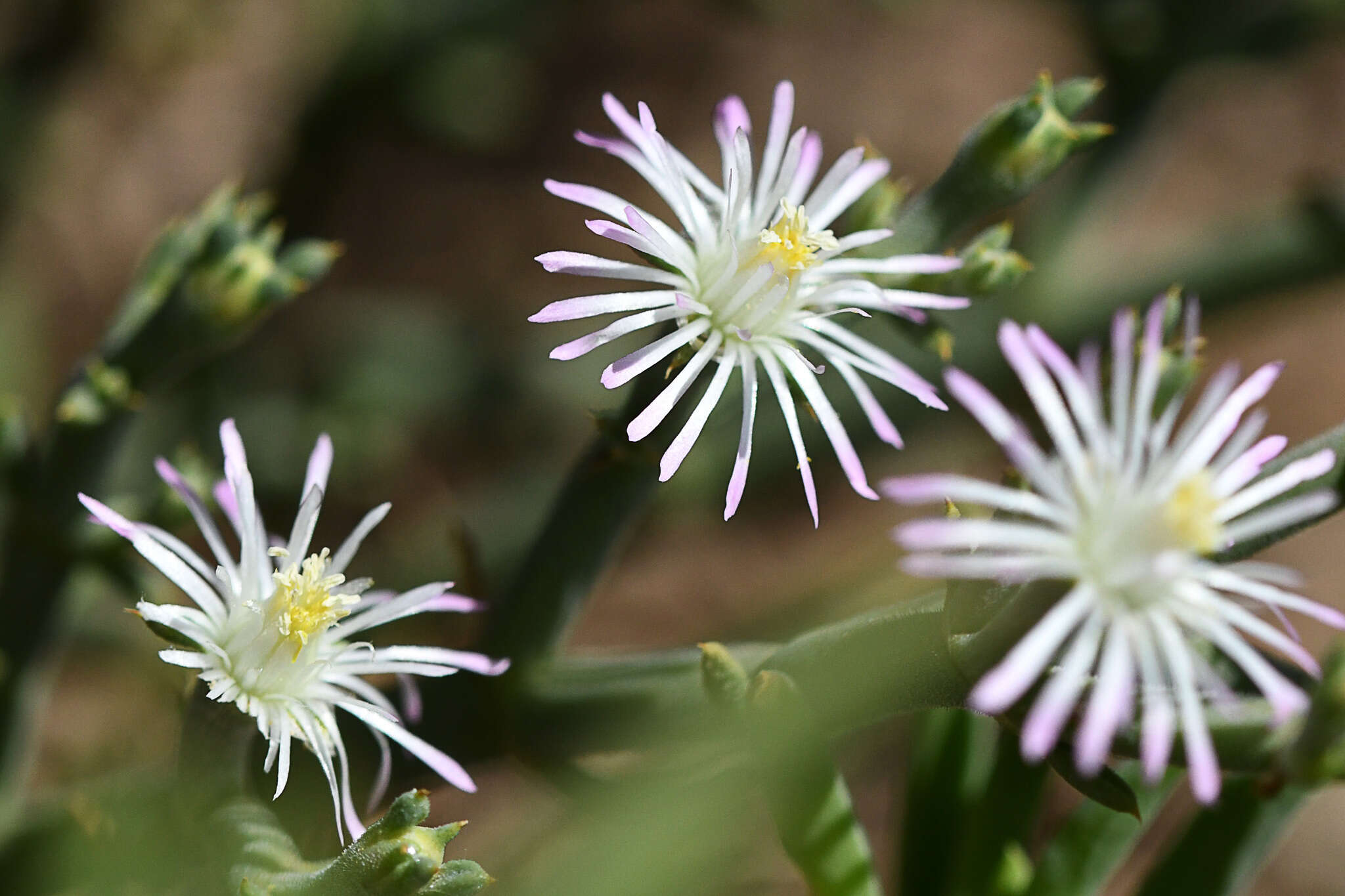 Imagem de Mesembryanthemum articulatum Thunb.