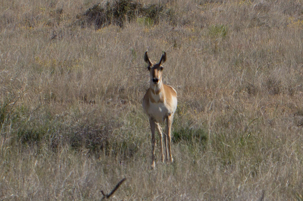 Image of Antilocapra Ord 1818