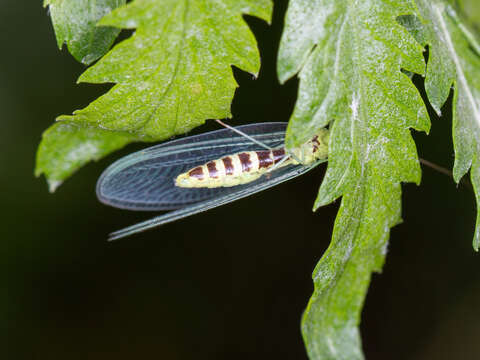 Image of Pseudomallada ventralis (Curtis 1834)