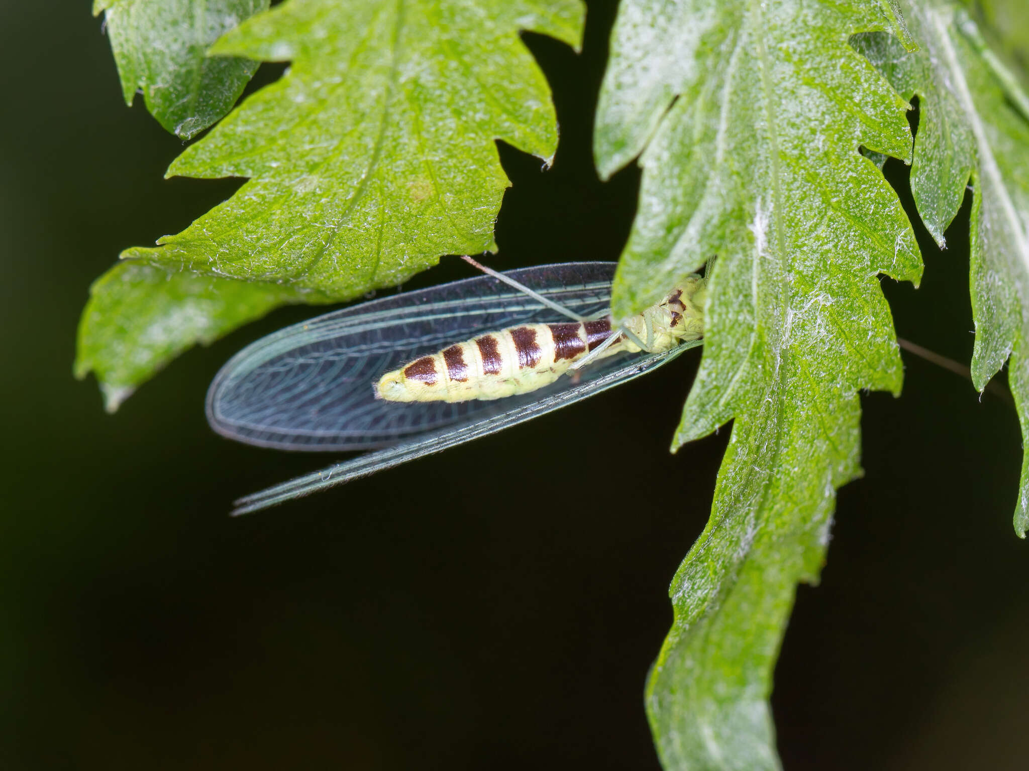 Image of Pseudomallada ventralis (Curtis 1834)