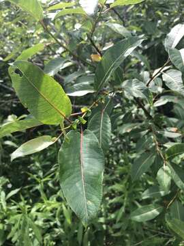 Image de Salix pseudomonticola Ball