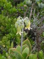 Image of <i>Cotyledon <i>orbiculata</i></i> var. orbiculata