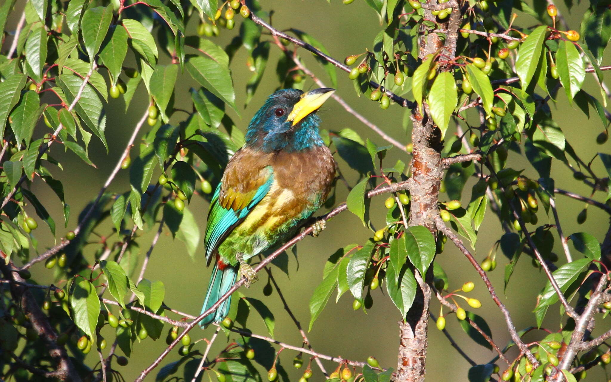 Image of Great Barbet