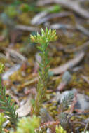 Image of European stonecrop