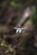 Image of Caladenia saccharata Rchb. fil.