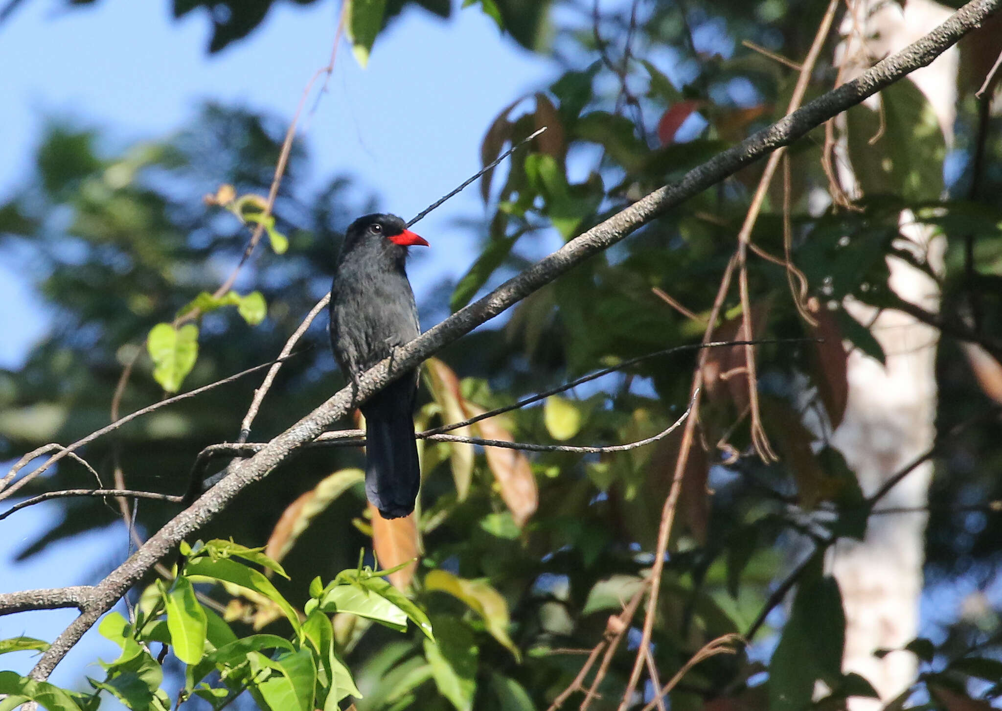 Image of Black Nunbird