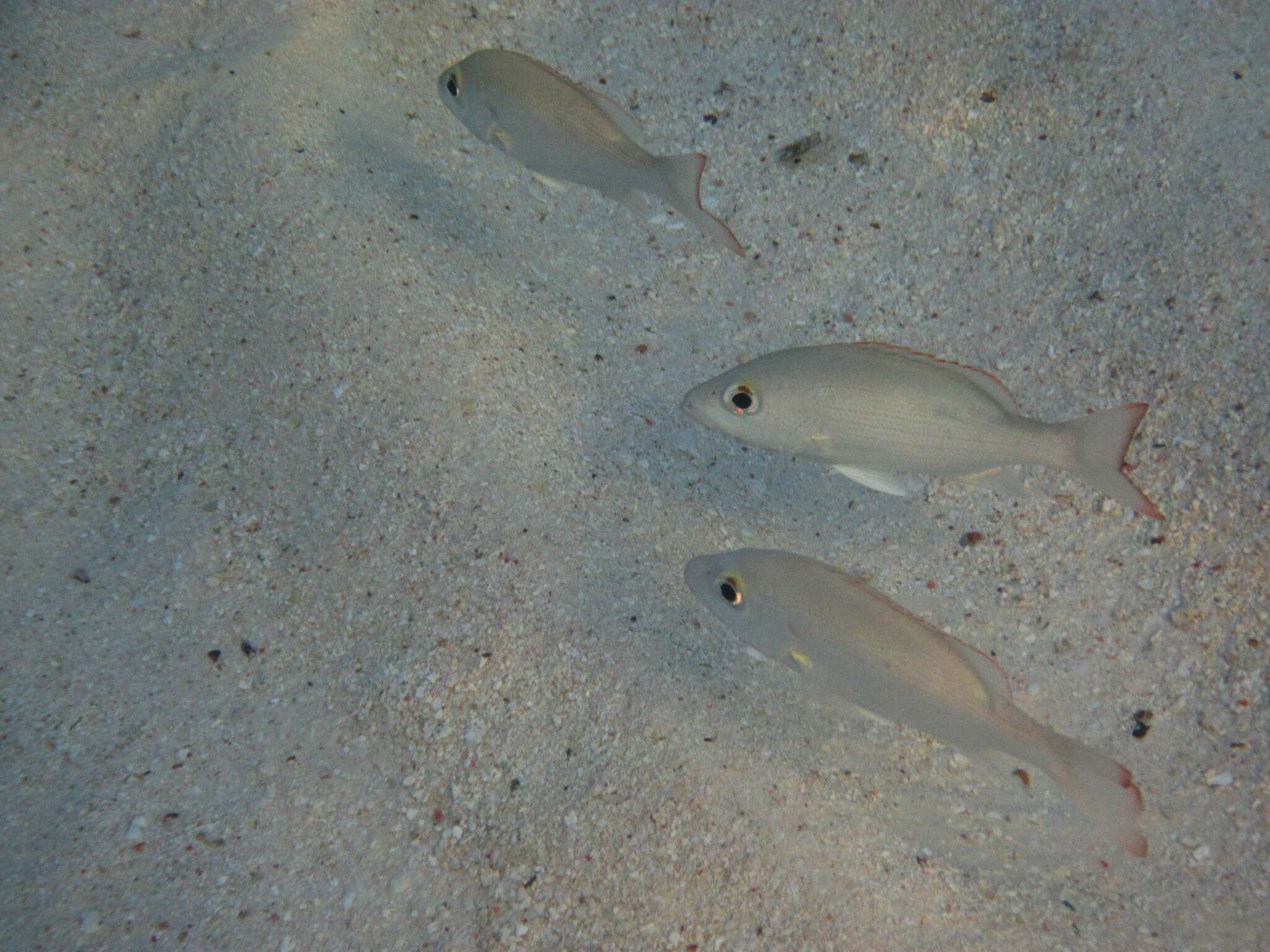 Image of Lantern jaw