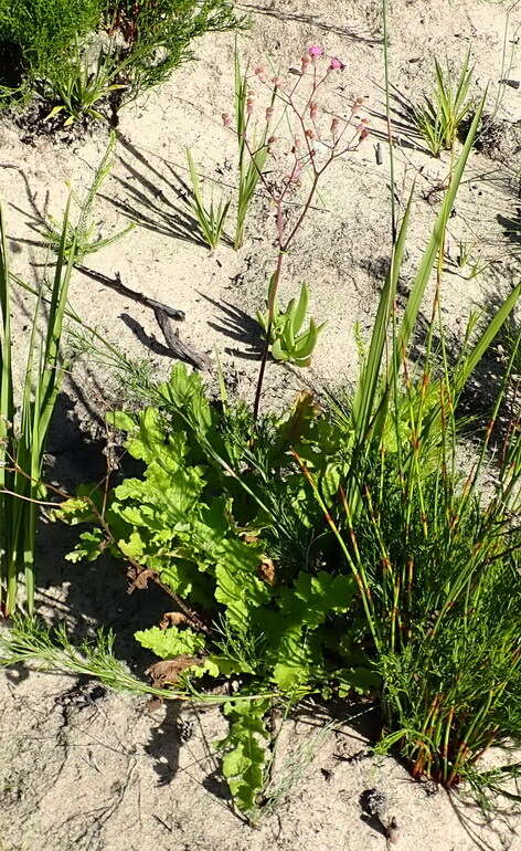 Plancia ëd Senecio purpureus L.