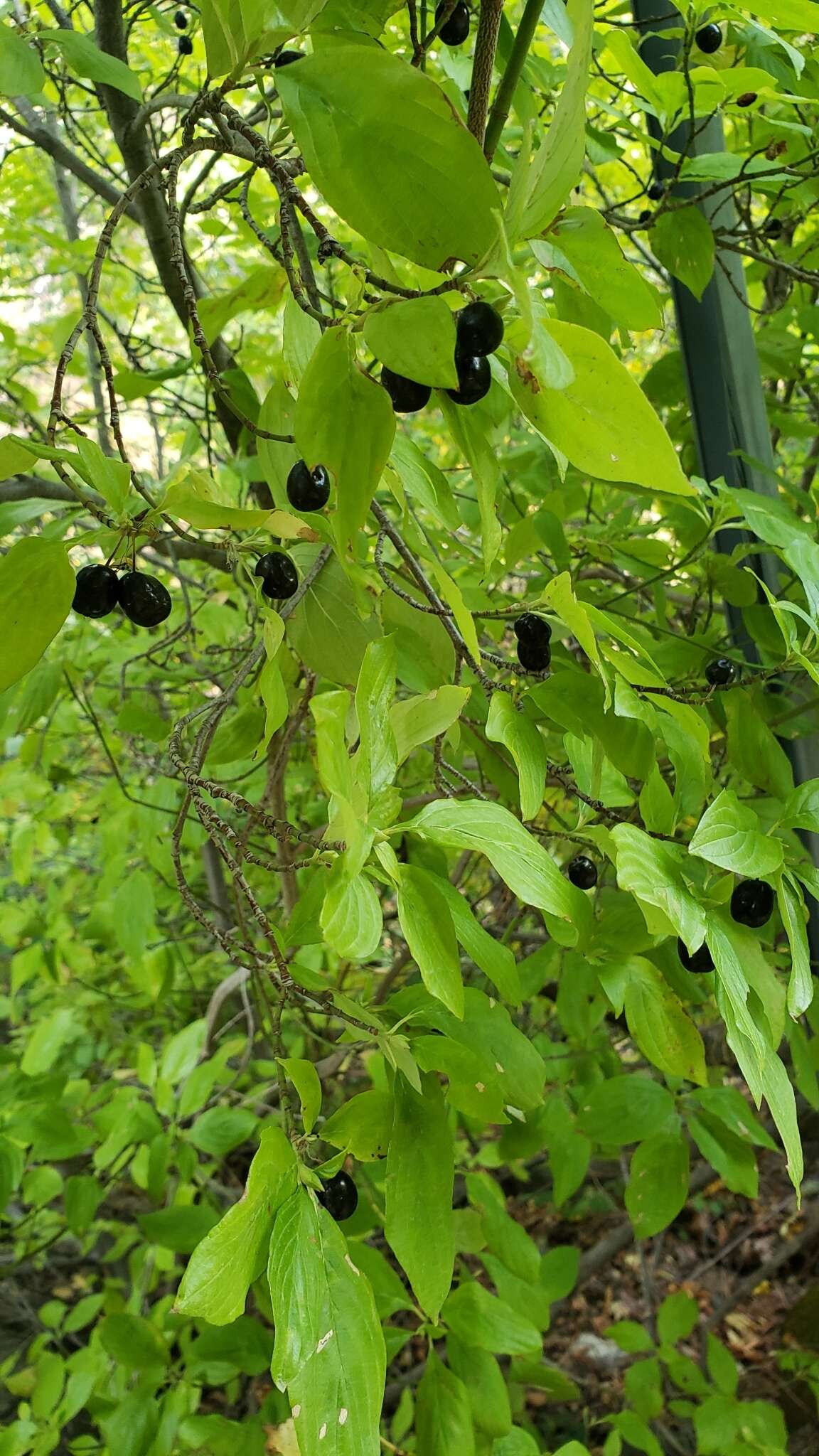 Image of blackfruit dogwood