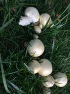 Image of Horse Mushroom