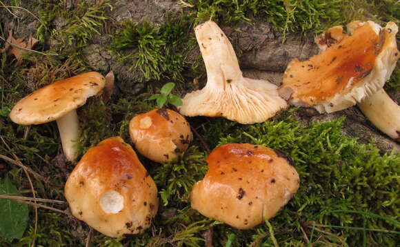 Image of Hygrophorus subsalmonius A. H. Sm. & Hesler 1939