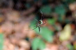 Image of Leucauge argyrobapta (White 1841)