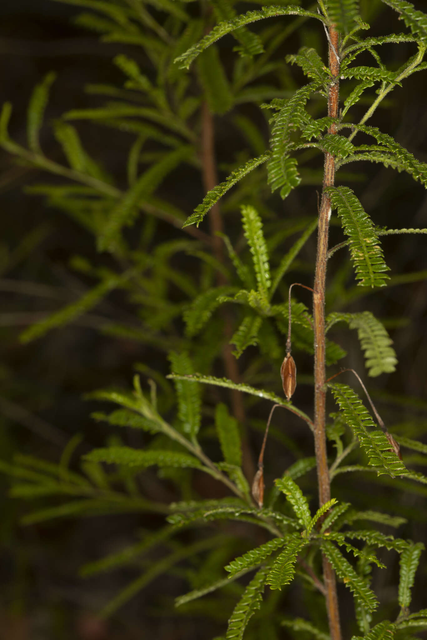 Image of Dodonaea multijuga G. Don