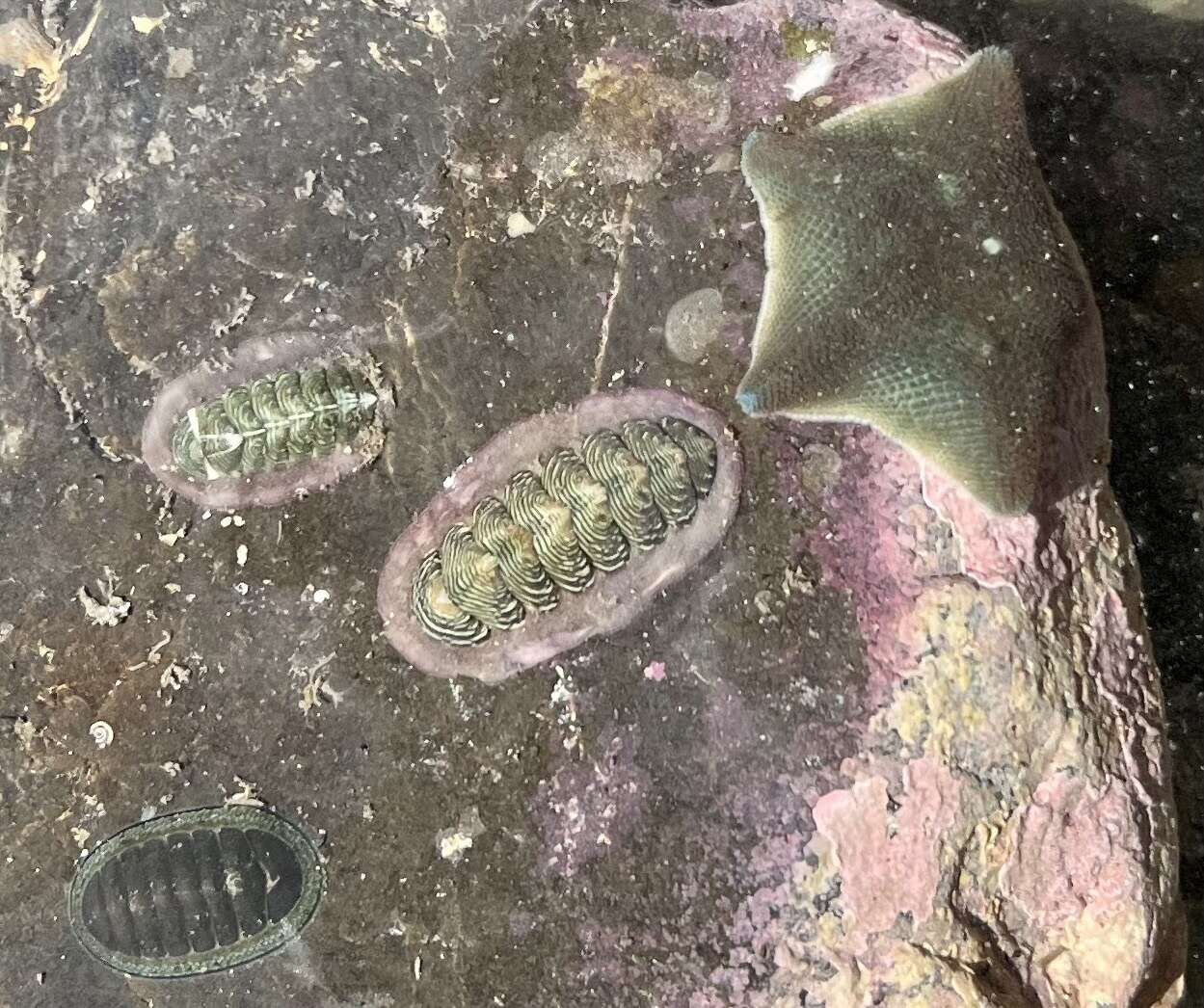 Imagem de Onithochiton neglectus Rochebrune 1881