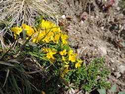 Image of hairy greenweed