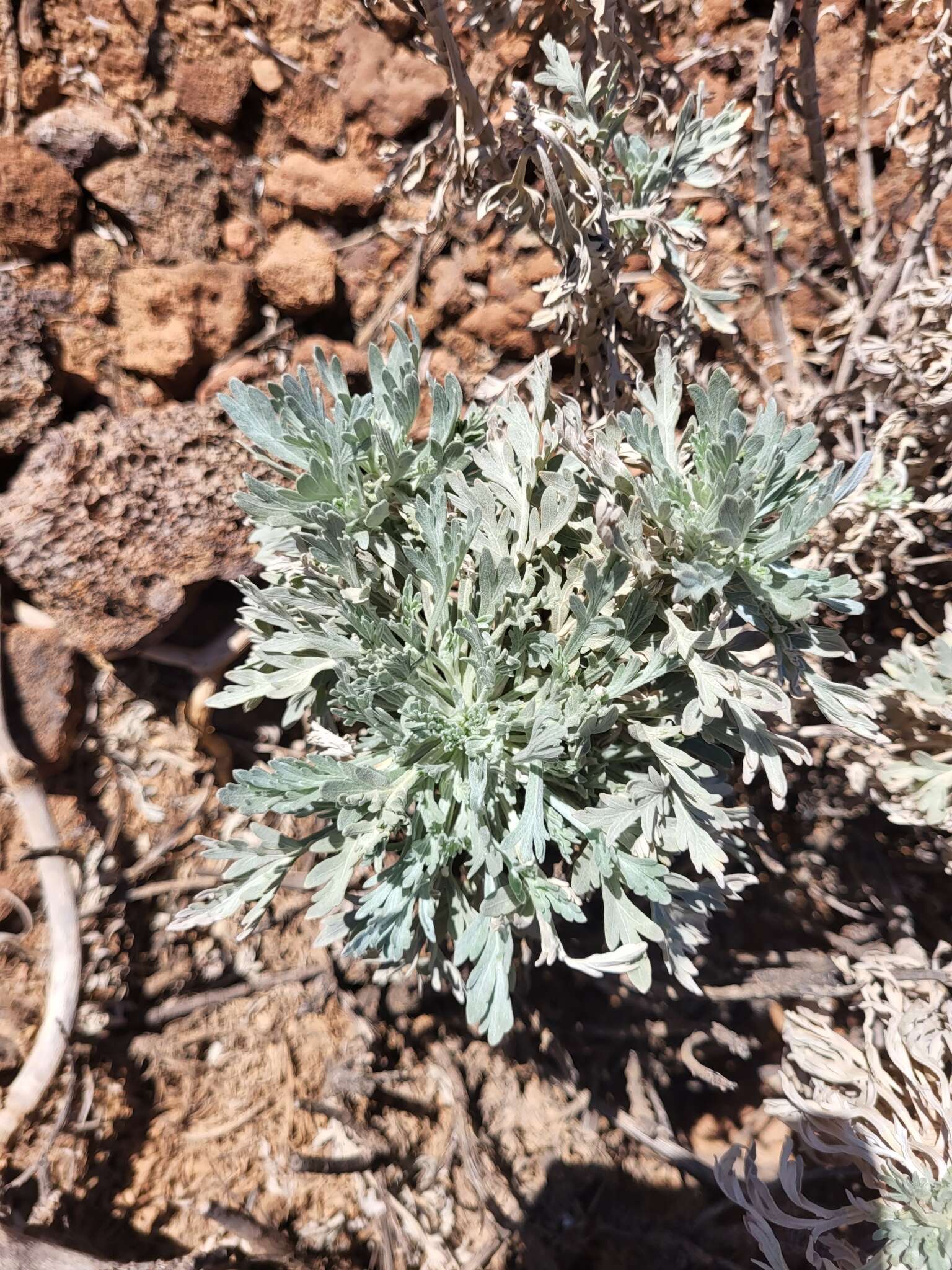 Imagem de Artemisia gorgonum Webb