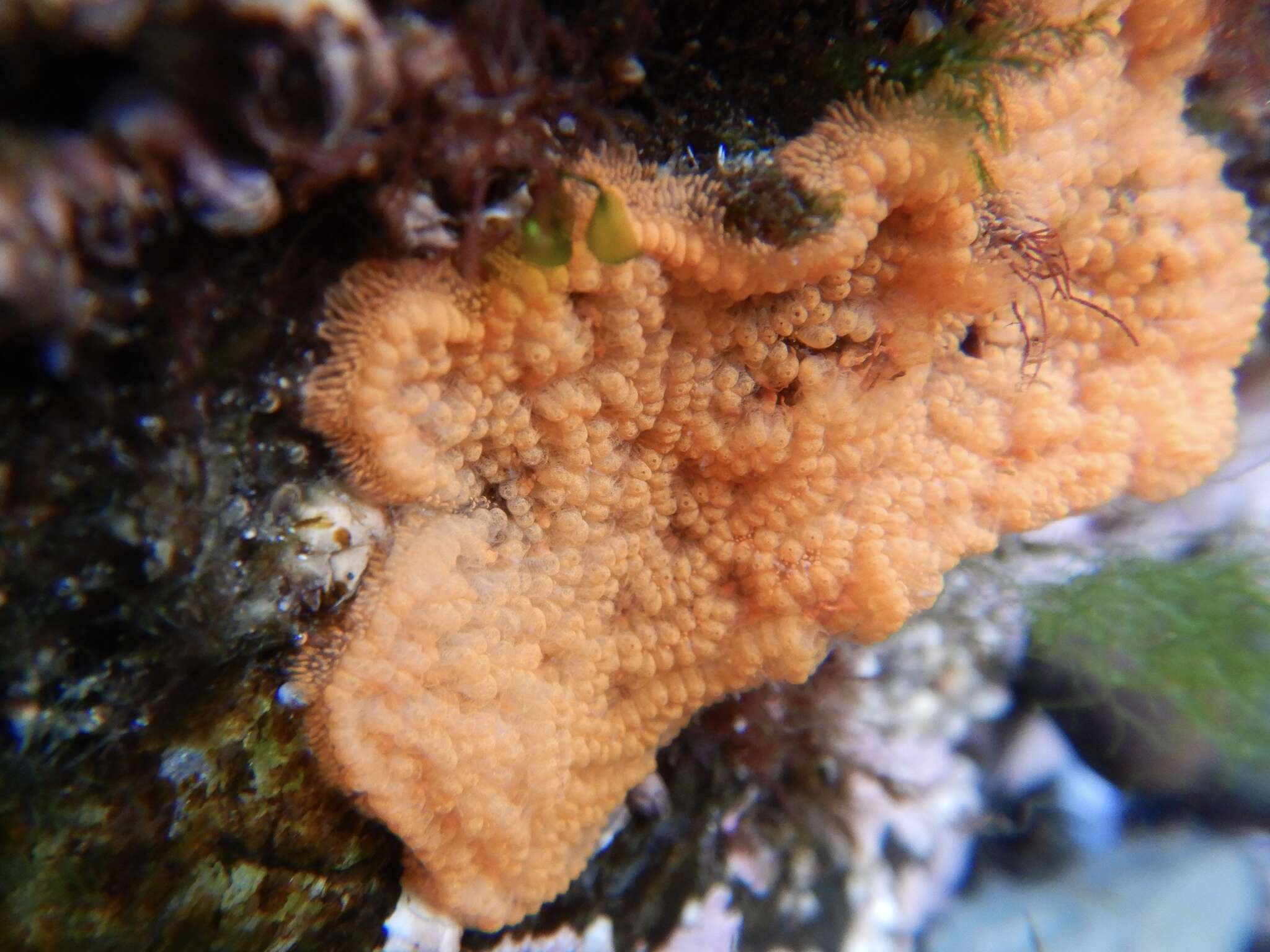 Image of Colonial tunicate